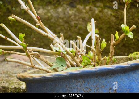 Giardino di piante in vaso isolandole dalle piante infestanti e altre piante invasive Foto Stock