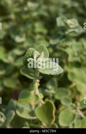 Ballota pseudodictamnus Foto Stock