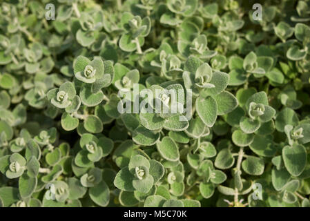 Ballota pseudodictamnus Foto Stock