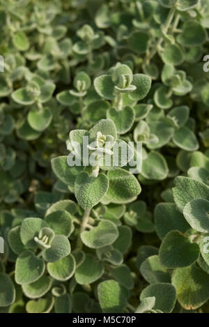 Ballota pseudodictamnus Foto Stock