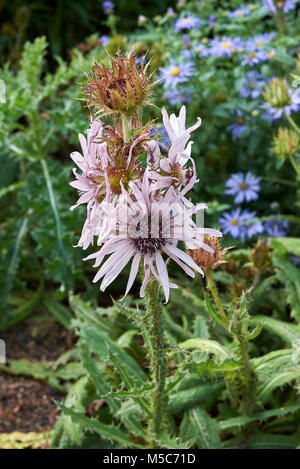 Berkheya purpurea Foto Stock