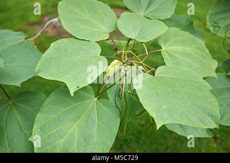 Catalpa bignonioides Foto Stock