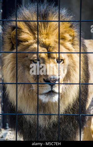 Un vecchio leone in gabbia vicino, coetanei attraverso le sbarre della sua gabbia ad uno zoo locale Foto Stock