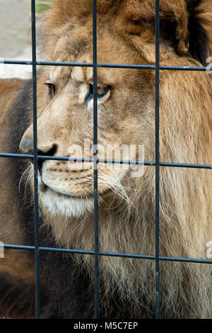 Ritratto di un triste leone in gabbia allo zoo Foto Stock