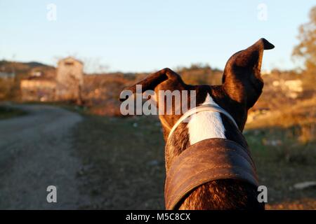 Levriero cercando in distanza nella campagna spagnola dalla vista posteriore ad angolo. Foto Stock