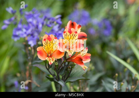 Alstroemeria "Summer Breeze' in un confine erbacee. Foto Stock