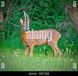 La Comunità europea il capriolo (Capreolus capreolus), noto anche come il western caprioli, chevreuil, o semplicemente il capriolo o il ROE, è una specie Eurasiatica di cervi. Il maschio della specie è talvolta indicata come una gazzella. Il capriolo è relativamente piccola, di colore rosso e grigio-marrone, e ben adatto per ambienti freddi. Si tratta di un maschio o buck spesso chiamato una gazzella. Foto Stock