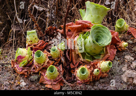 In primo piano delle piante succulente, Aeonium canariense Foto Stock