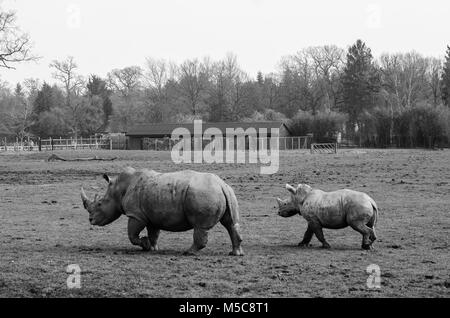 Il rinoceronte e il suo vitello di Cotswold Wildlife Park Foto Stock