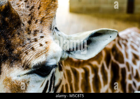 Primo piano della giraffa Foto Stock