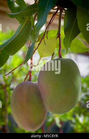 Frutto di mango (Mangifera indica) sull'albero. Foto Stock