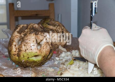 La barbabietola da zucchero è ottenere forati Foto Stock