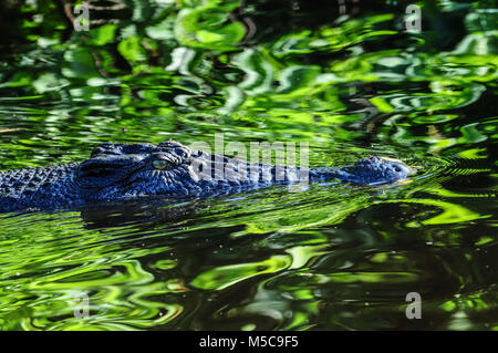 Coccodrillo di acqua salata (Crocodylus porosus), noto anche come saltie, in acqua gialla, il Parco Nazionale Kakadu, Territori del Nord, Australia Foto Stock