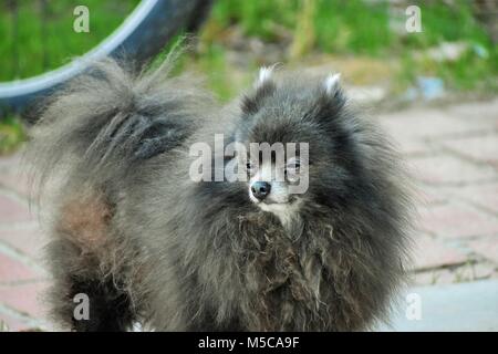 Gizmo Eyed Pomerania Foto Stock