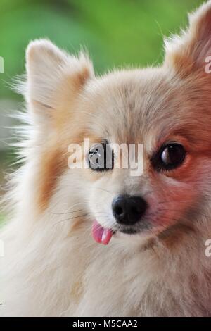 Silly Pomerania Foto Stock