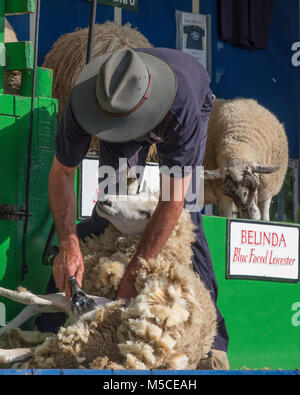 Dimostrazione di tosatura a una campagna mostra. Foto Stock