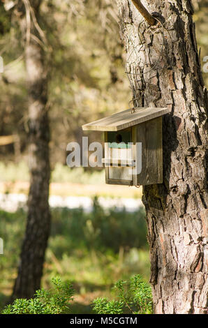 Legno bird nest box, nestbox, appeso in albero in primavera nella foresta. Foto Stock