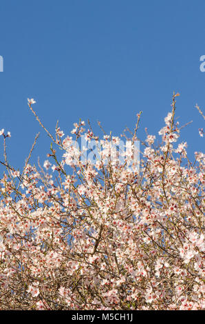 Mandorla dolce blossom, Prunus dulcis, fioritura, Malaga, Spagna. Foto Stock