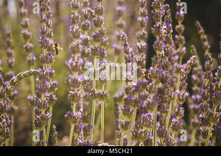 Api, rovistando sulla lavanda. Andalusia, Spagna Foto Stock