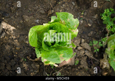 I giovani della lattuga Lactuca sativa, crescendo in un orto Foto Stock
