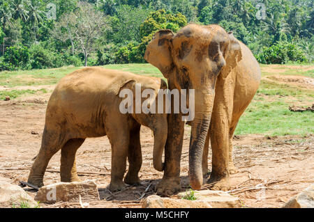 Elefanti asiatici (Elephas maximus) al Pinnawala elefante orfanotrofio vicino a Kegalle, Sabaragamuwa Provincia, Sri Lanka, Sud Asia Foto Stock