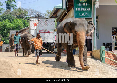 Elefanti asiatici (Elephas maximus) al Pinnawala elefante orfanotrofio vicino a Kegalle, Sabaragamuwa Provincia, Sri Lanka, Sud Asia Foto Stock