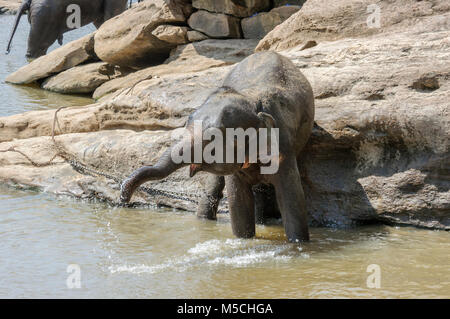 Elefanti asiatici (Elephas maximus) la balneazione in Maha Oya fiume al Pinnawala l'Orfanotrofio degli Elefanti, Sabaragamuwa Provincia, Sri Lanka, Sud Asia Foto Stock