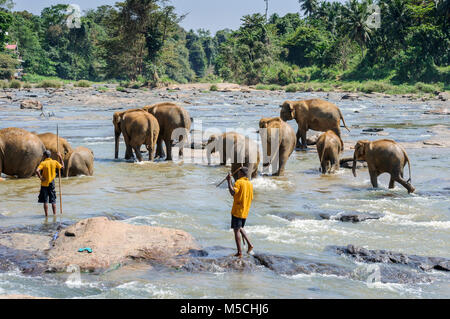 Elefanti asiatici (Elephas maximus) la balneazione in Maha Oya fiume al Pinnawala l'Orfanotrofio degli Elefanti, Sabaragamuwa Provincia, Sri Lanka, Sud Asia Foto Stock