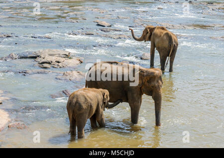 Elefanti asiatici (Elephas maximus) la balneazione in Maha Oya fiume al Pinnawala l'Orfanotrofio degli Elefanti, Sabaragamuwa Provincia, Sri Lanka, Sud Asia Foto Stock