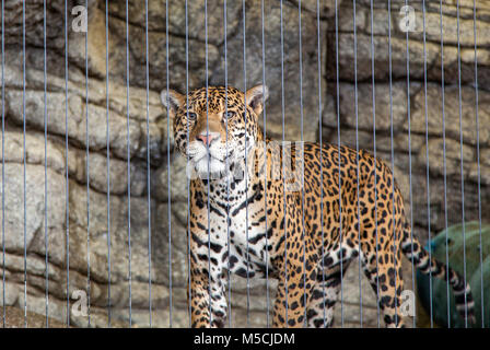 Giaguaro in un habitat in uno zoo. Foto Stock