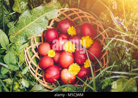 Rosso uova di pasqua sul prato con fiori e blowballs, vacanze di primavera concetto, naturalmente colorati uova di pasqua con cipolla pule. Felice Pasqua di resurrezione, Cristo Foto Stock