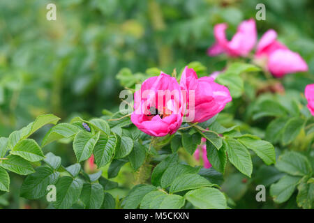 Fiori e fogliame in radica e bumblebee. Foto Stock