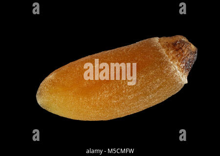 Melampyrum sylvaticum, piccoli cow-grano, Wald-Wachtelweizen, sementi, vicino, della dimensione del seme di 4-6 mm Foto Stock