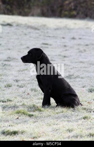 Il Labrador Retriever, Ritratto Foto Stock