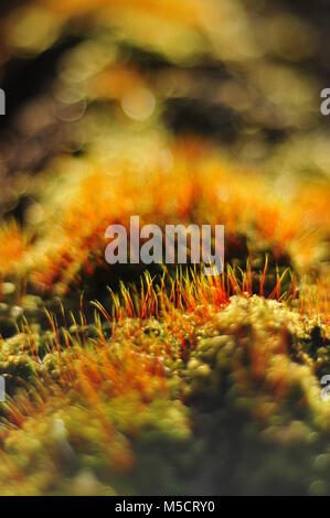 Moss capsule cattura la luce del sole di primavera nel bosco polacco Foto Stock