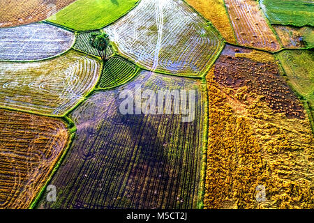 Ta Pa campo di riso nel delta del Mekong, un Giang, Vietnam Foto Stock