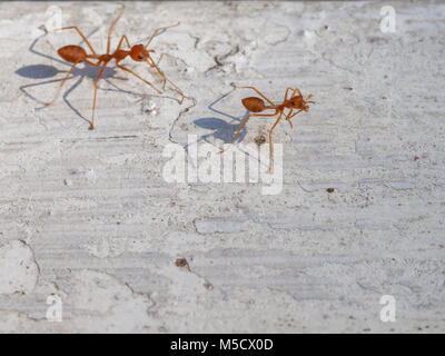 Due formiche con ombra camminare e seguire gli altri a lavorare su bianco sfondo vintage Foto Stock