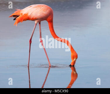 Flamingo americano (Phoenicopterus ruber) nutrirsi mentre guadi in lago salino, Laguna de Punta Cormorán, Isole Galapagos Foto Stock