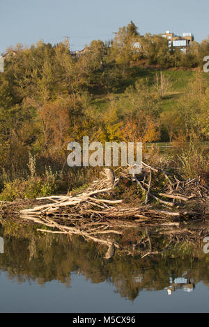 Airone blu (Ardea erodiade) arroccato su beaver lodge in città stagno Foto Stock