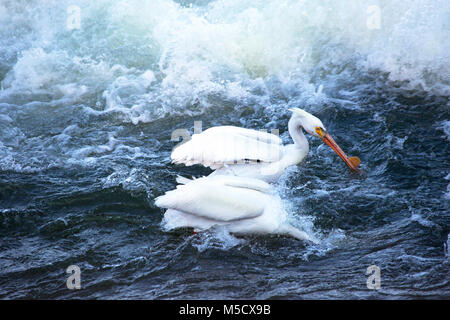 Il Pelican Bianco Americano (Pelecanus erythrorhynchos) pesca nel fiume Saskatchewan, uno con testa sott'acqua Foto Stock