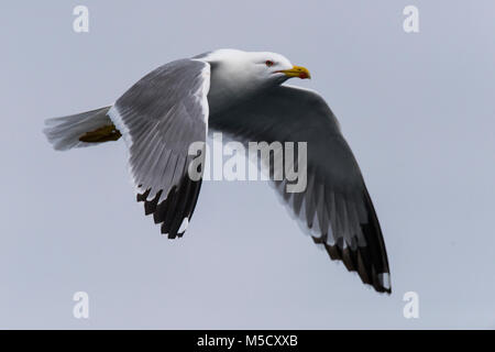 Zampe gialle Gabbiani successivamente una nave, in cerca di cibo. Foto Stock