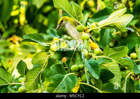 Rigogolo (Oriolus oriolus) in cerca di cibo in un albero di fico Foto Stock