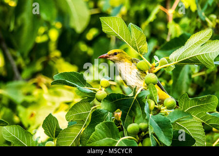 Rigogolo (Oriolus oriolus) in cerca di cibo in un albero di fico Foto Stock