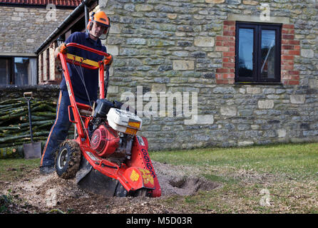 Giardiniere rimozione e vecchio albero e scavando fuori il moncone da un giardino interno Foto Stock