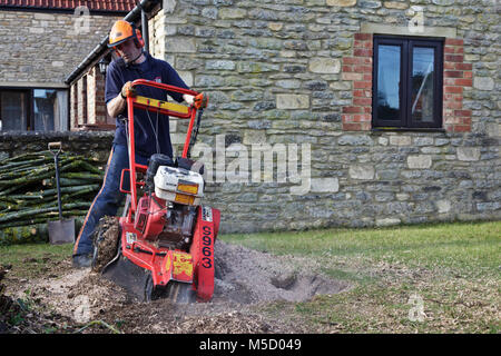 Giardiniere rimozione e vecchio albero e scavando fuori il moncone da un giardino interno Foto Stock