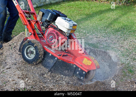 Giardiniere rimozione e vecchio albero e scavando fuori il moncone da un giardino interno Foto Stock