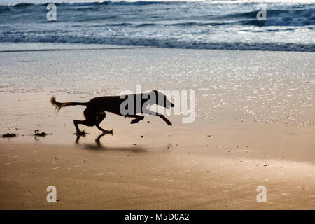 Silhouette di un lurcher (saluki - levriero) in esecuzione alla velocità su una spiaggia di sabbia umida vicino al mare. Foto Stock