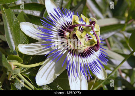 Close-up di blu fiore della passione, passiflora caerulea Foto Stock