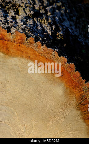 Tagliare abbattuto tronco di albero, Norfolk, Inghilterra Foto Stock