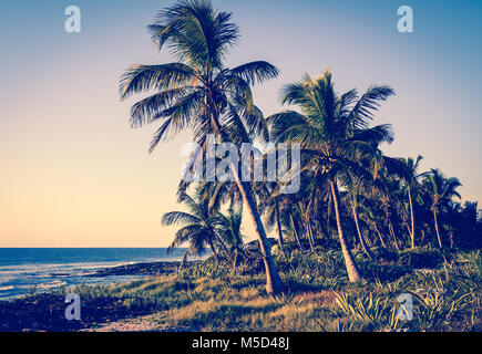 Alberi di palma tropicali sulla costa. Retrò, vintage stilizzato. Foto Stock